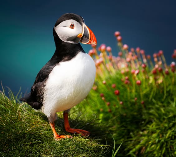 Atlantic Puffin on the Shiant Isles, a popular day trip for guests at Gairloch Highland Lodge.
